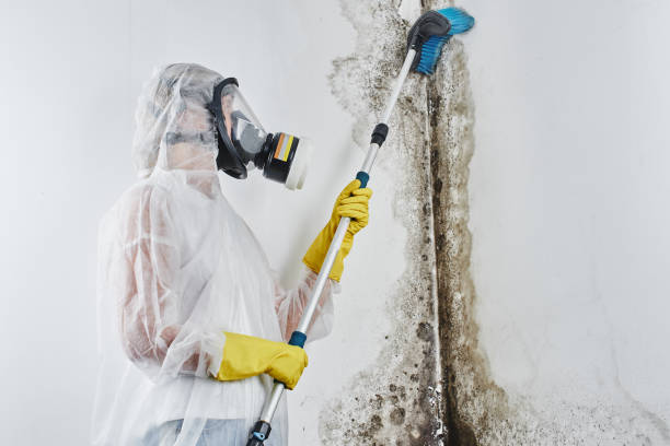 Best Mold Testing and Inspection Services in Maury, NC