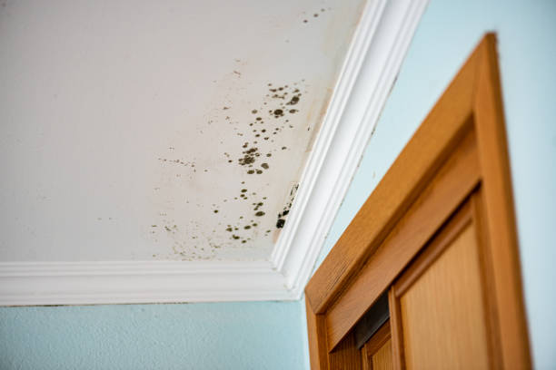 Best Residential Mold Remediation in Maury, NC