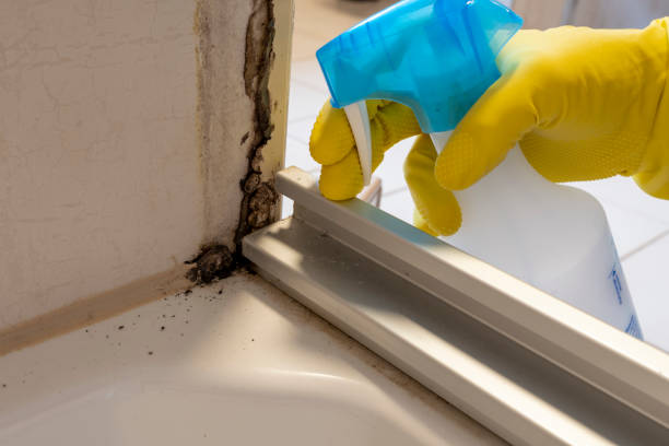 Reliable Maury, NC Mold Remediation Solutions