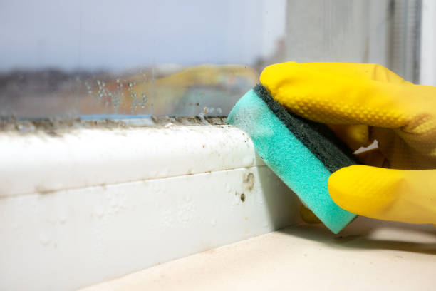Best HVAC Mold Remediation in Maury, NC