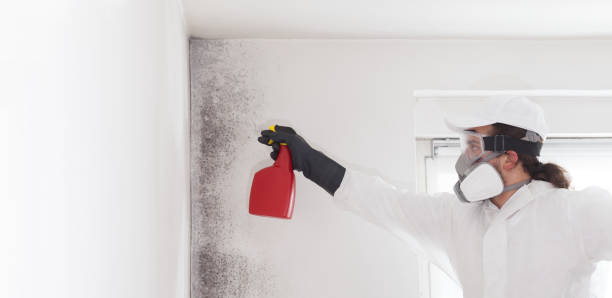 Best Health and Safety Mold Remediation in Maury, NC