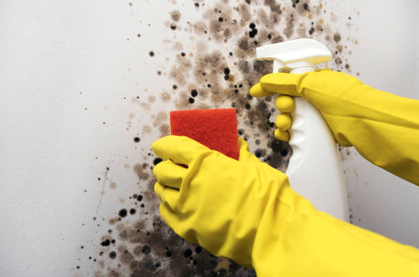 Best Post-Flood Mold Remediation in Maury, NC