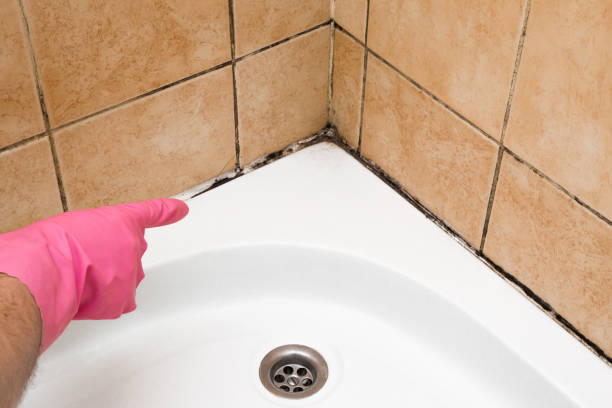 Best Black Mold Remediation in Maury, NC